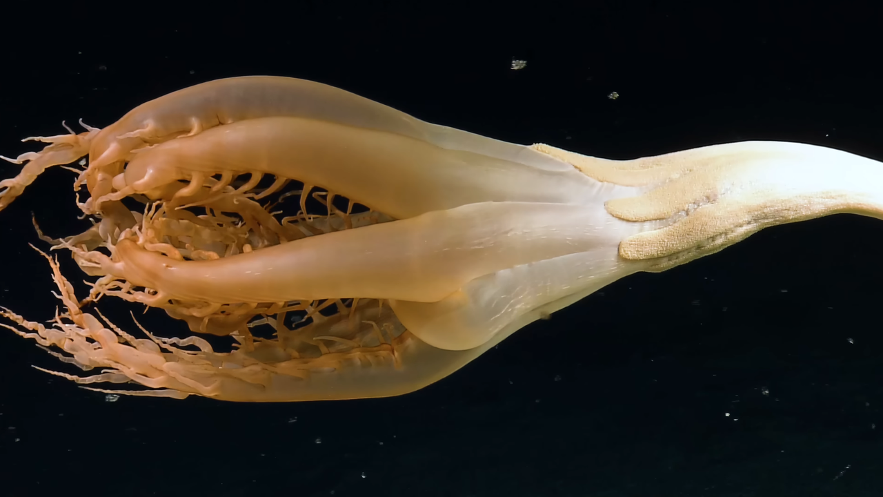 Pasifik Okyanusu derinliklerinde keşfedilen ilginç canlı: Boyu 2 metreyi geçiyor