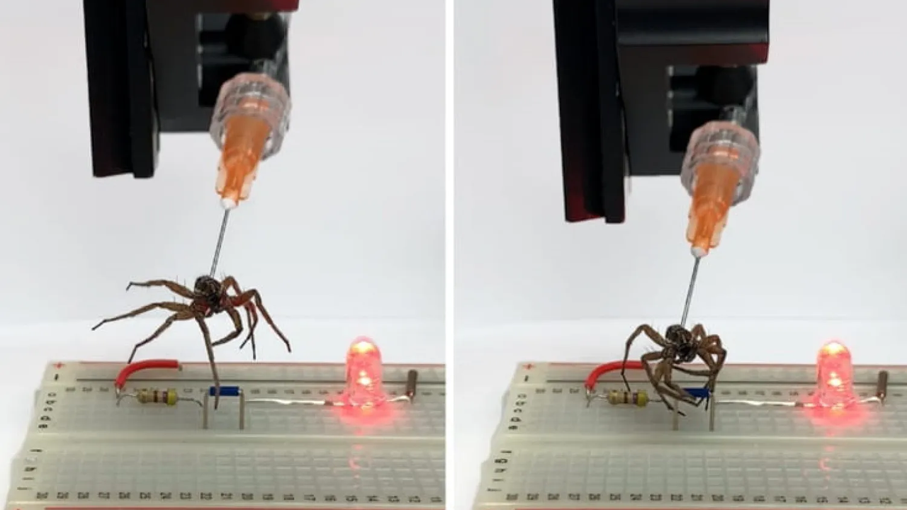Ölü örümceklerden robot yaptılar!