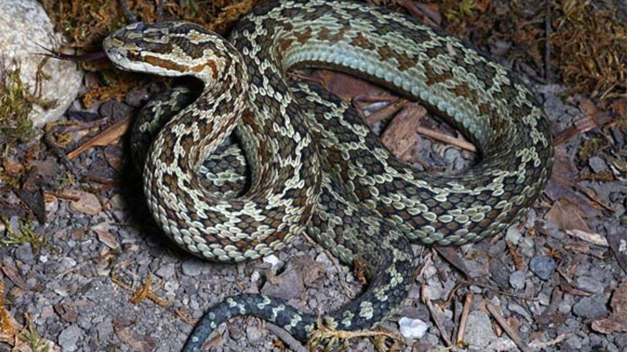 Asya kıtasına özgü yeni bir zehirli yılan türü keşfedildi!