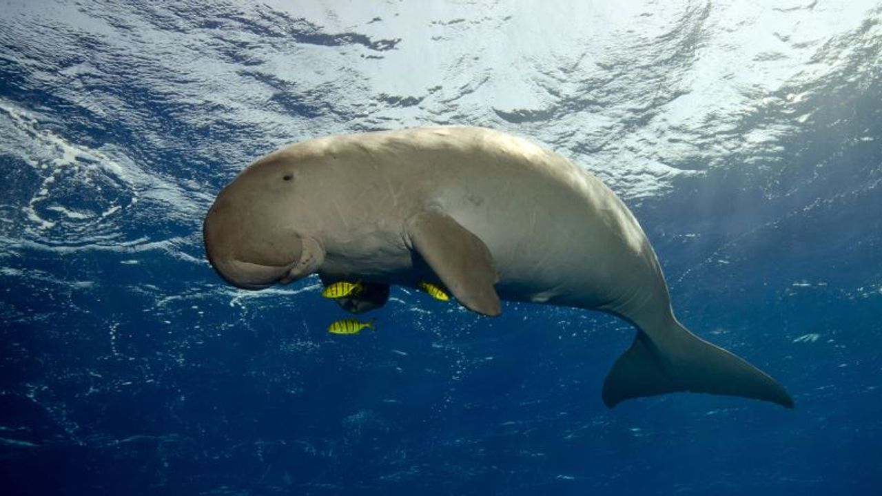 Deniz kızlarına ilham veren canlı: Dugong