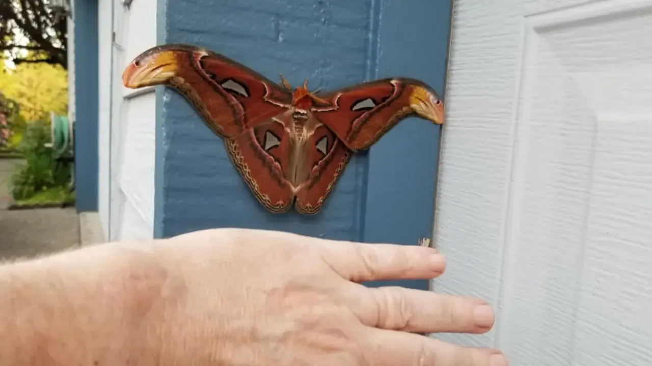 Mothra gerçek oldu: Garajında bulduğu dev güve şaşkınlık yarattı