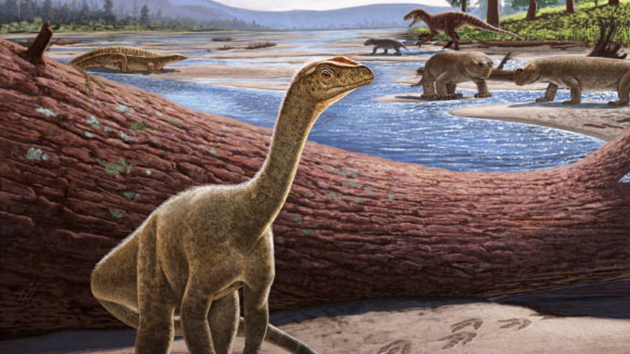 Afrika'nın bilinen en yaşlı dinozoru: Mbiresaurus raathi