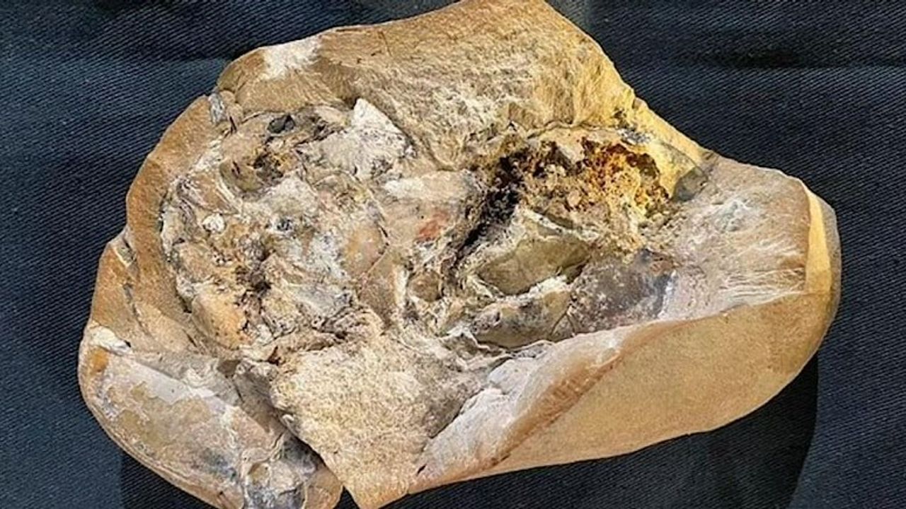 Karşınızda dünyanın en eski kalbi! Tam 380 milyon yıllık