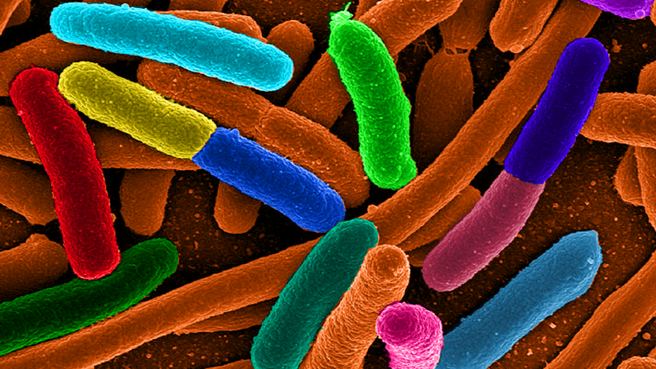 Bakterilerin yeni bir özelliği keşfedildi: Hafıza!