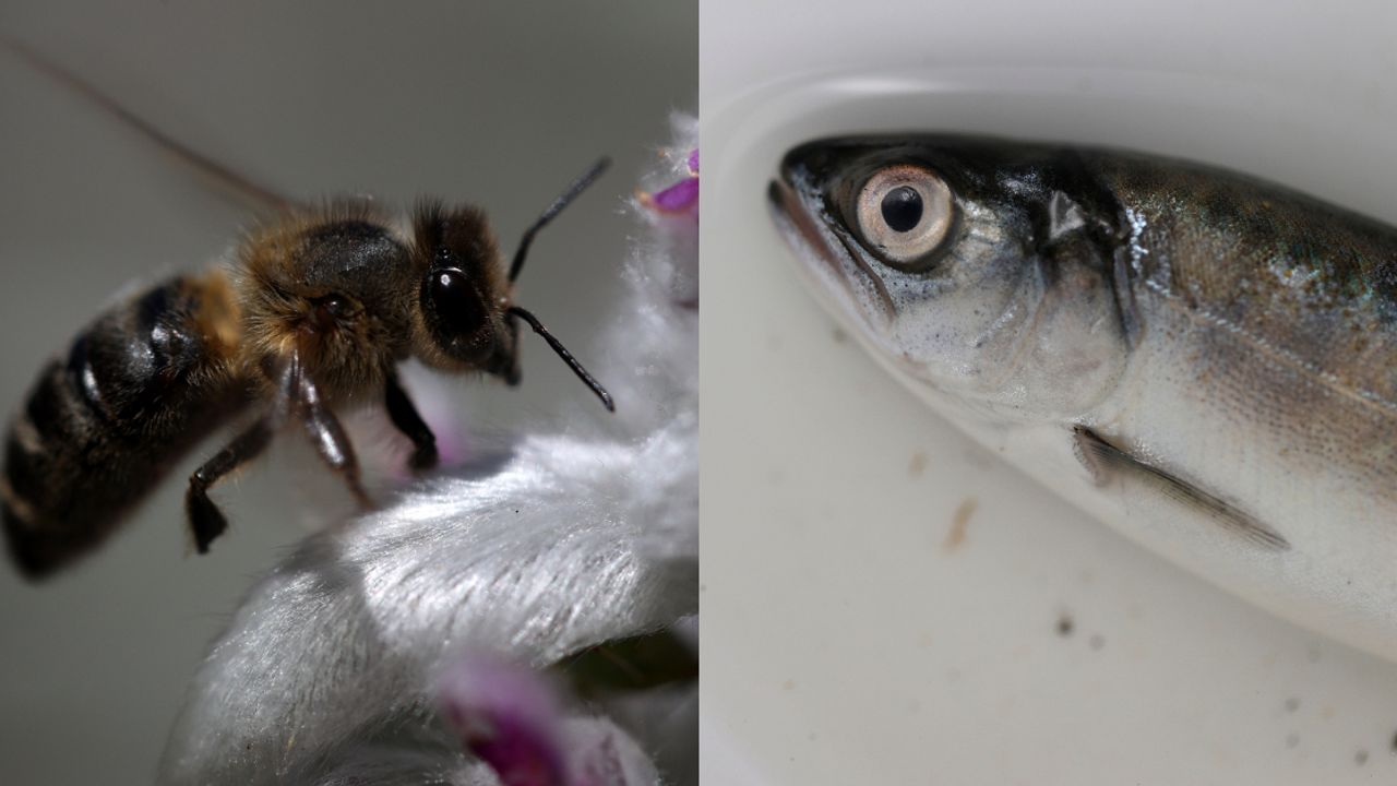 2022'de öğrendiğimiz en tuhaf gerçekler: Arılar aslında balık mıdır?