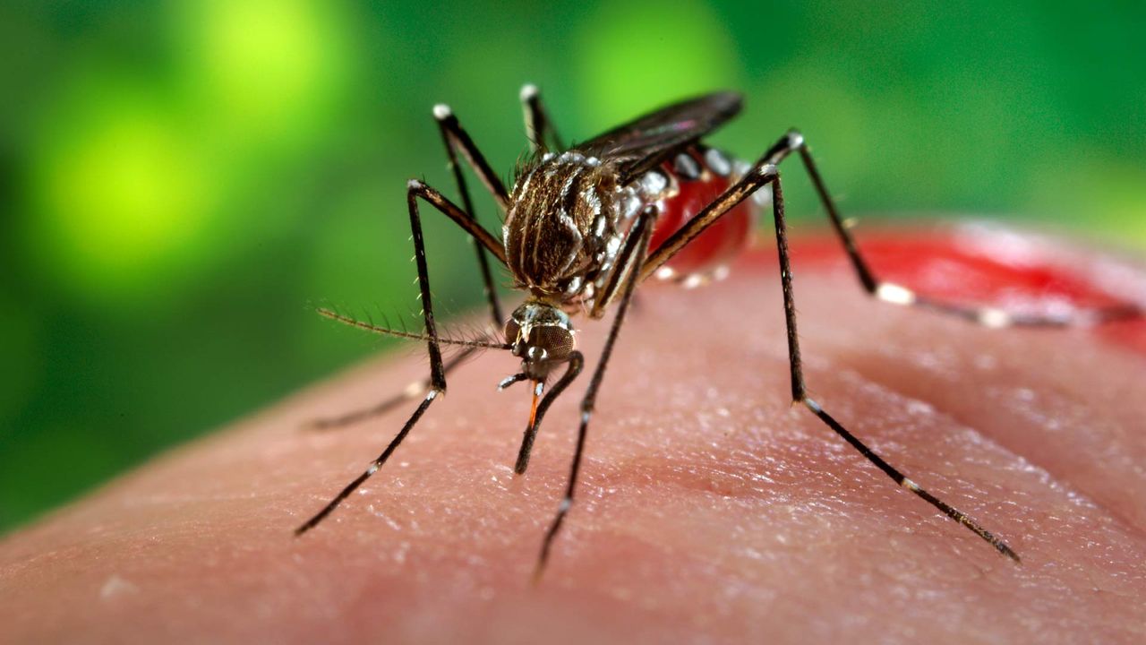 Asya'da 'Süper' hastalık taşıyan sivrisinekler tespit edildi