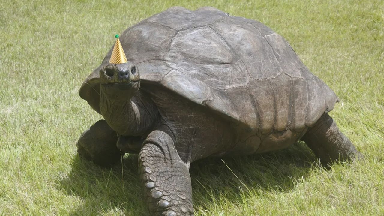 Dünyanın en yaşlı kamplumbağası Jonathan, 190. doğum gününü kutluyor