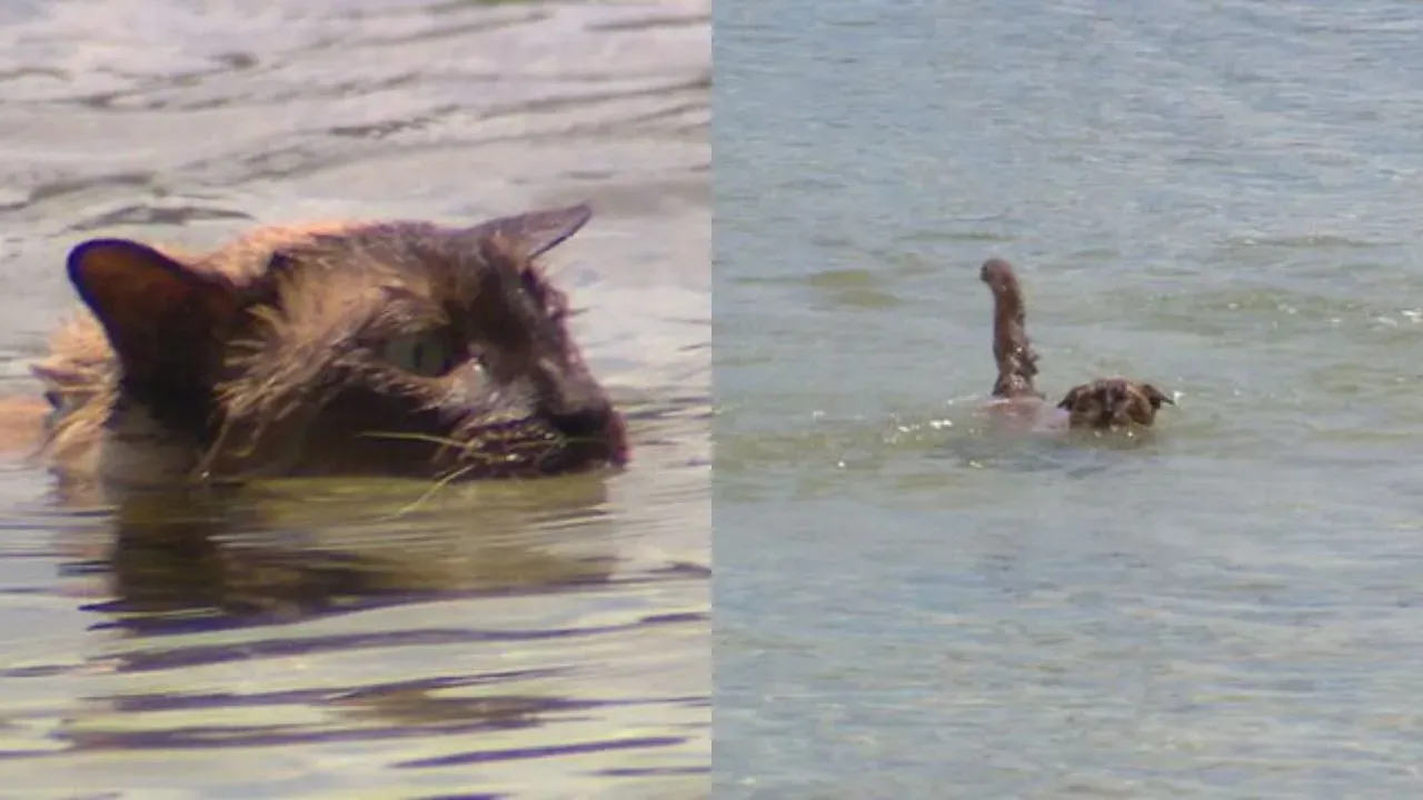 Köpek yüzme yarışına katılan kedi, ölüm tehditleri aldı!