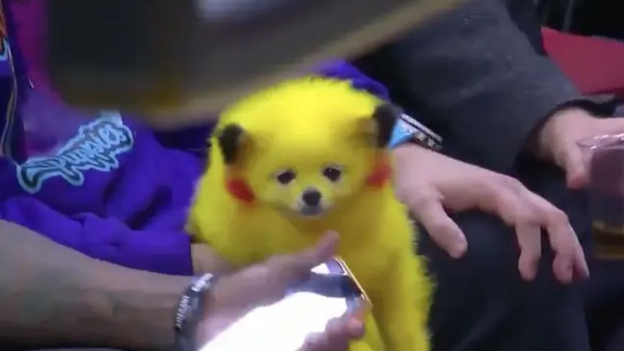 Köpeğini Pikachu gibi boyayıp NBA maçına getirdi: Sosyal medyada büyük tepki - VİDEO