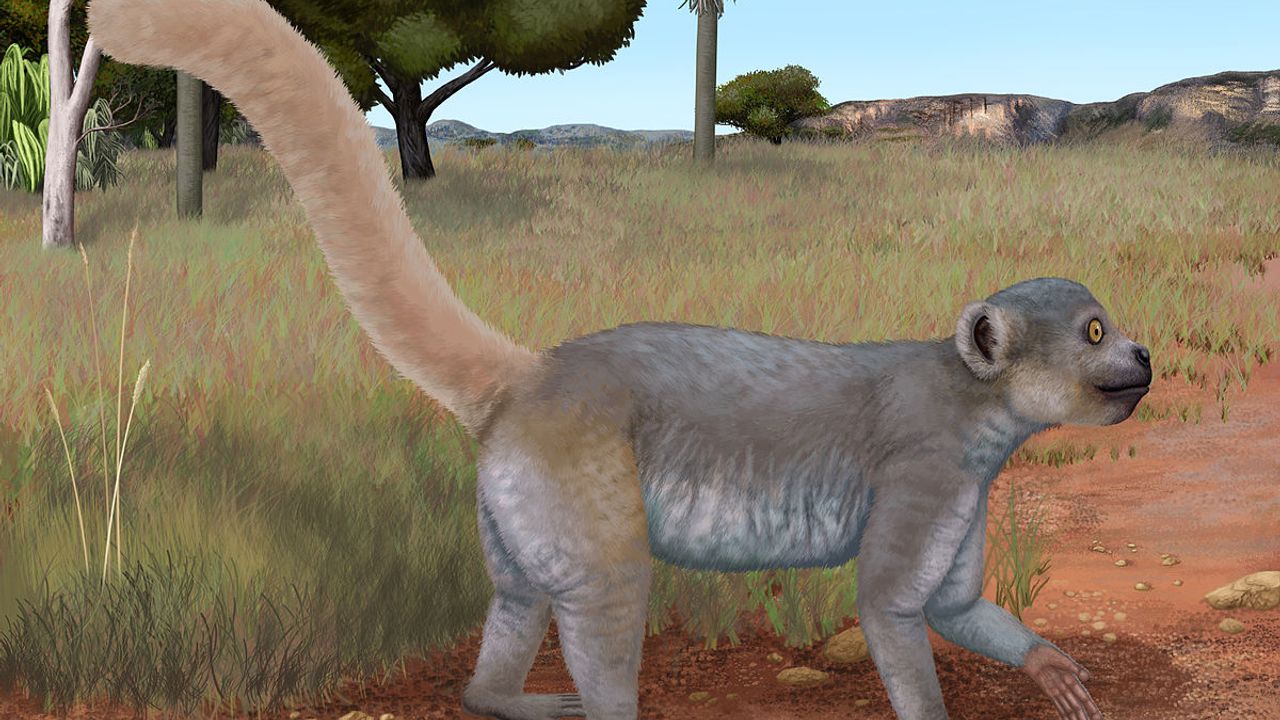 İnsanlara şaşırtıcı derecede benzeyen bir lemur maymun fosili keşfedildi!