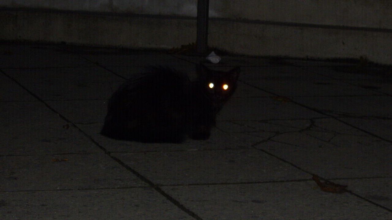 Kedilerin gözleri karanlıkta neden parlar?