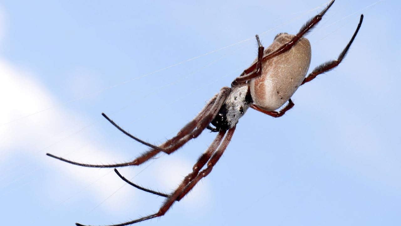 Çiftleştikten sonra eşlerinden kendilerini fırlatarak kaçan örümcekler: Philoponella prominens