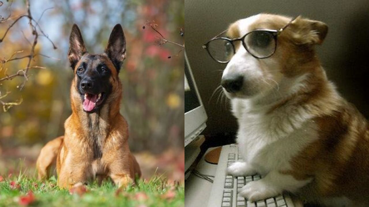 Dünyanın en akıllı köpek cinsi belli oldu: Sanılandan farklı çıktı
