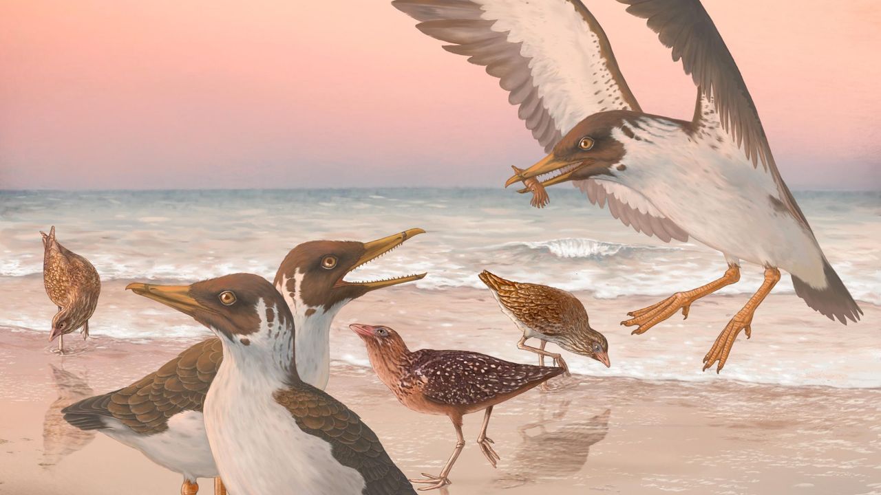 Kuşlar geriye doğru mu evrildi? Modern kuşların kökenleri soruya cevap verdi
