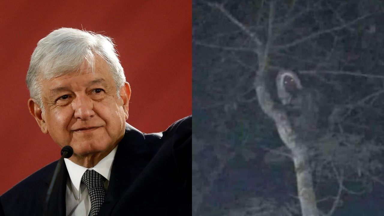 Meksika Devlet Başkanı, 'orman elflerine ait kanıtım var' dedi sosyal medyadan tepki yağdı!