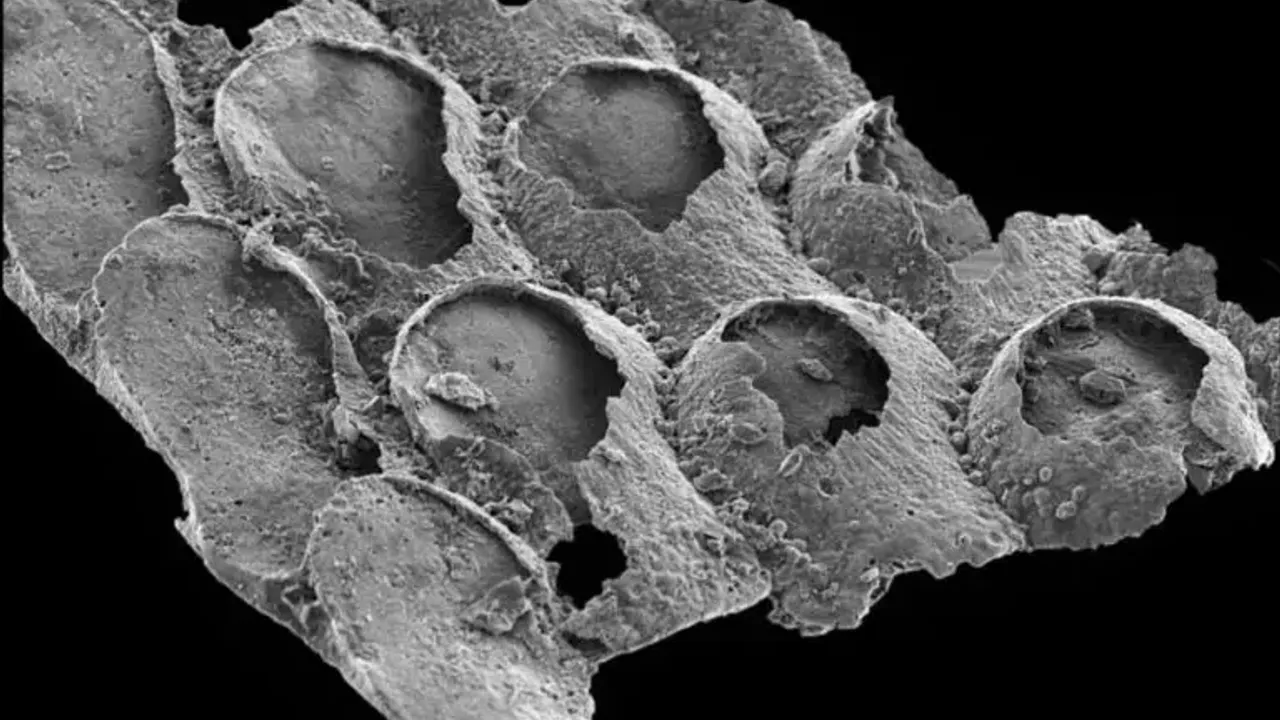 Bilim insanları açıkladı: Dünyanın en eski fosili aslında o kadar eski değil mi?