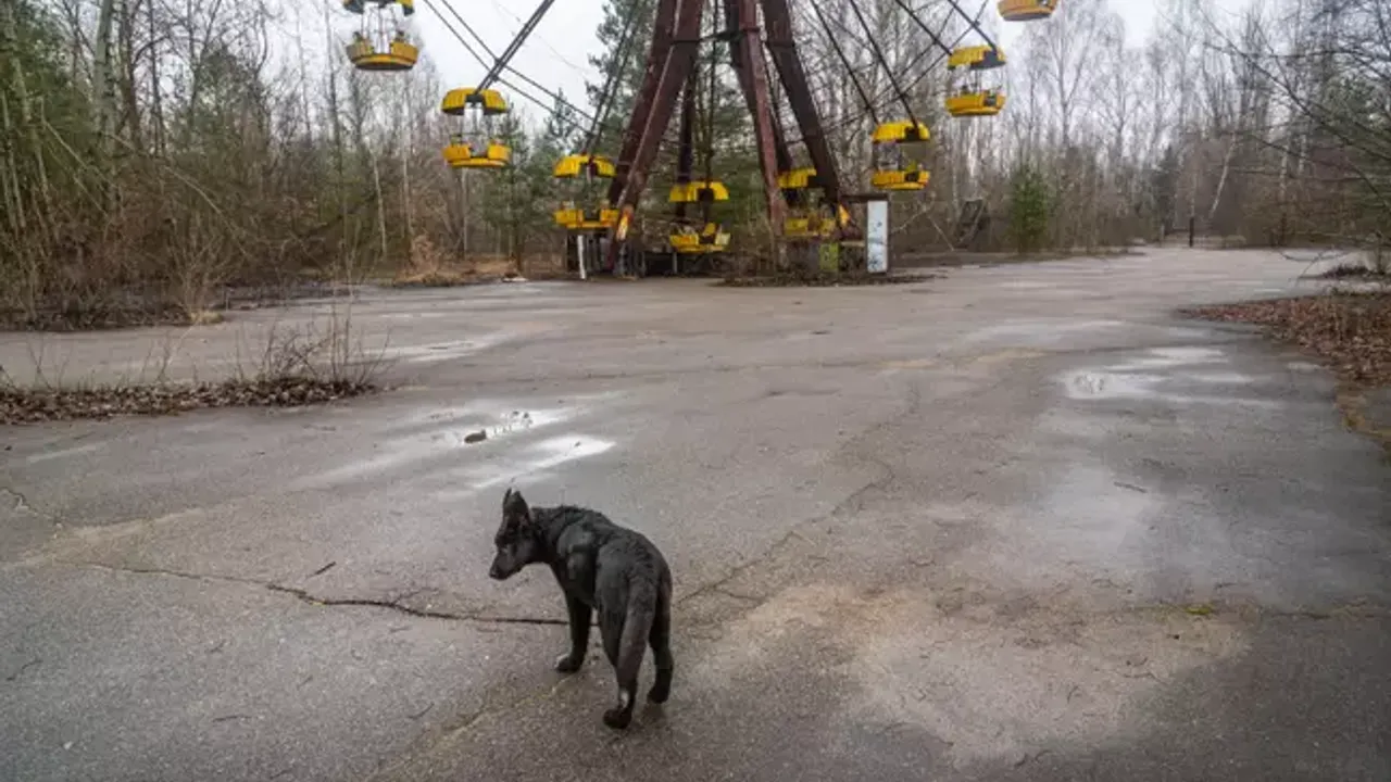Çernobil yakınlarında yaşayan köpeklerin genetikleri daha farklı!
