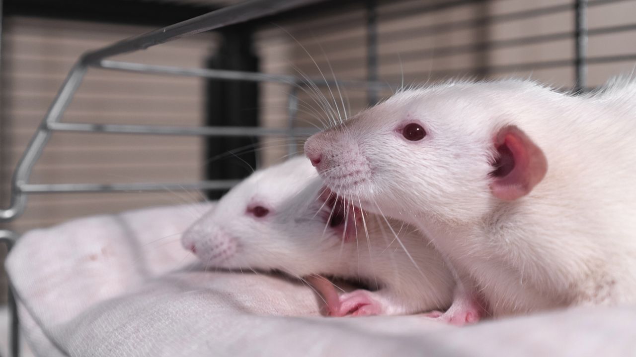Bilim insanları, iki erkek fareyle bebek fareler üretti!