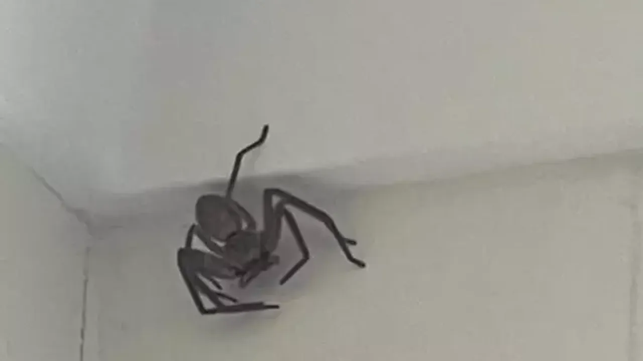 Evindeki dev örümceği çıkaracak kişiye 50 dolar ödül teklif etti!