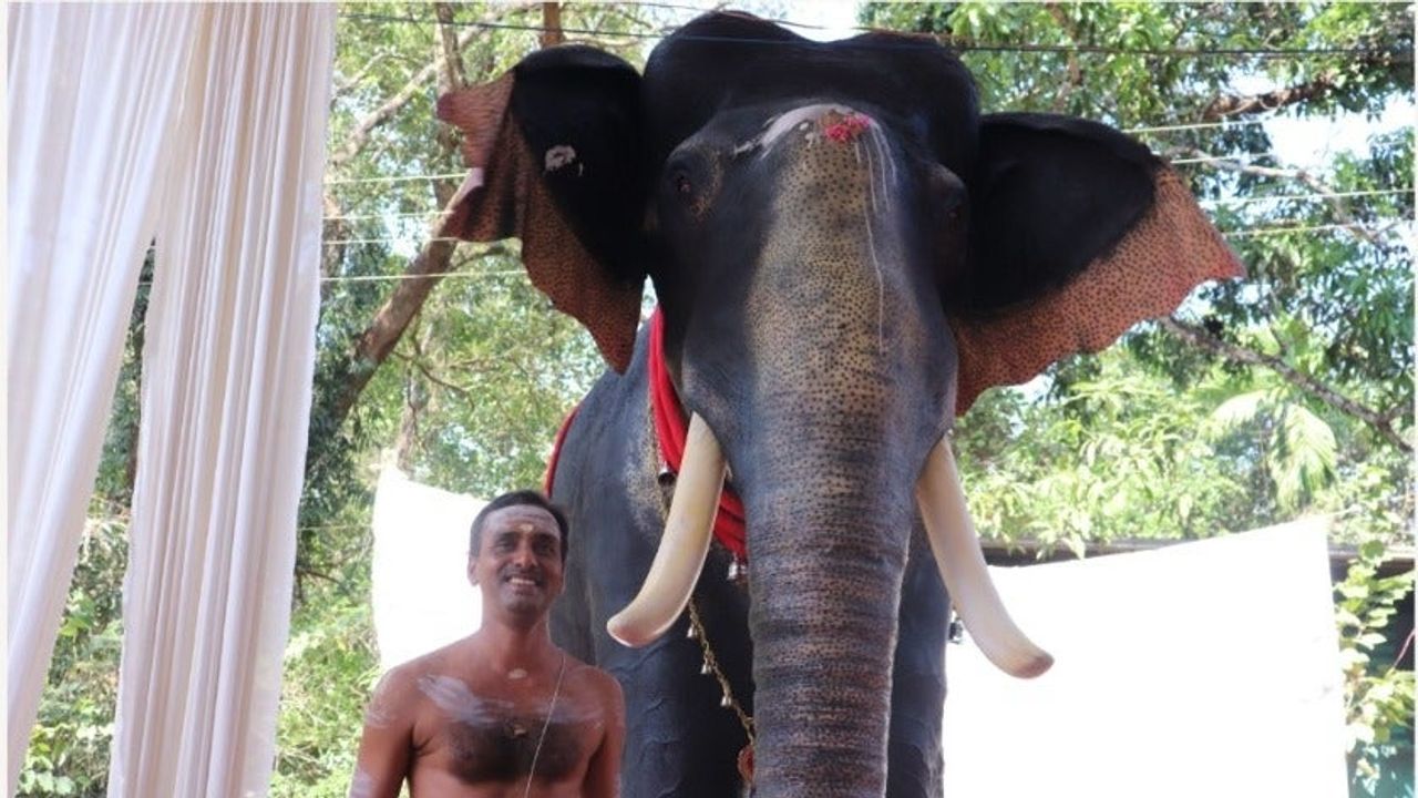 PETA, Hindistan'ın din gelenekleriyle adeta dalga geçti: Tapınağa robot fil bağışladılar
