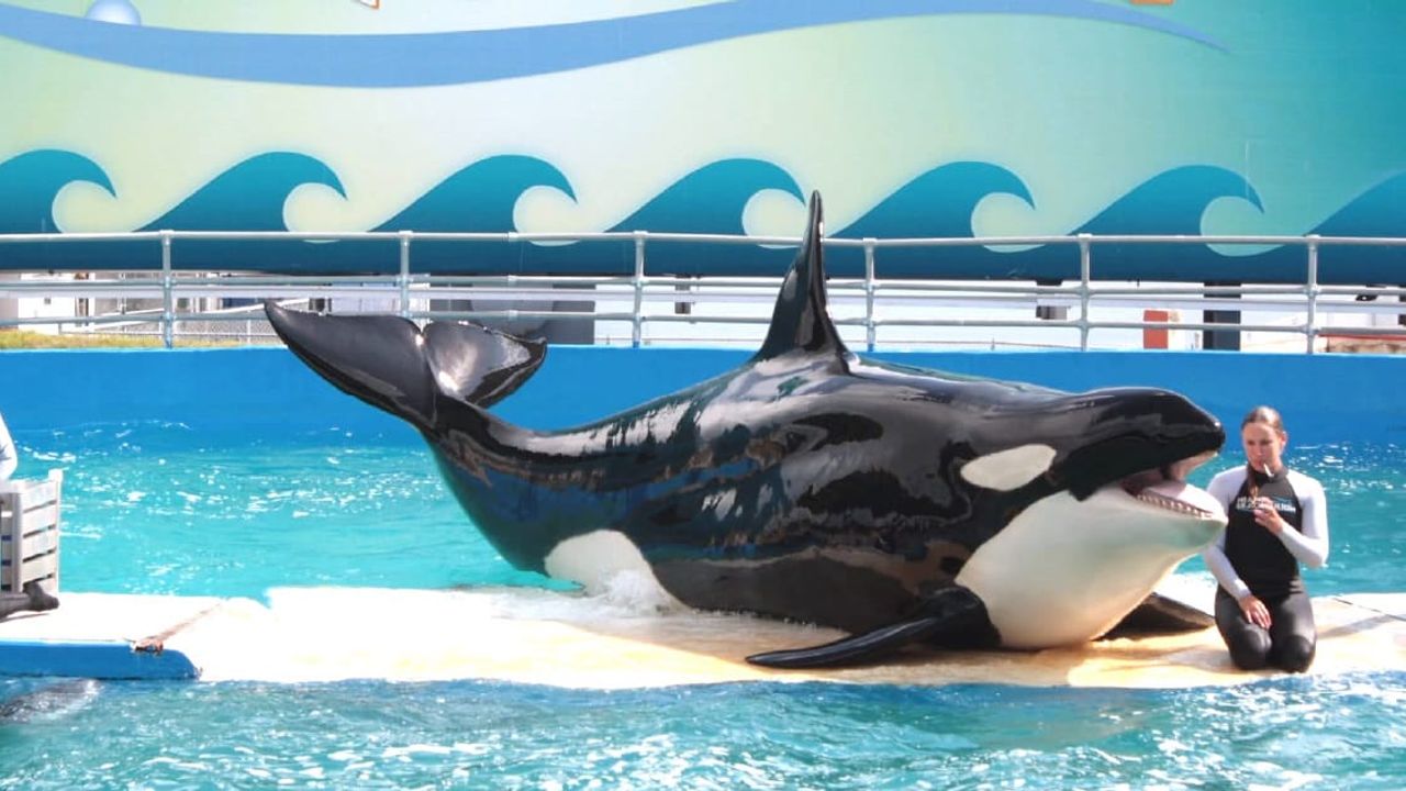 52 yıldır esir tutulan katil balina Lolita sonunda serbest bırakılıyor
