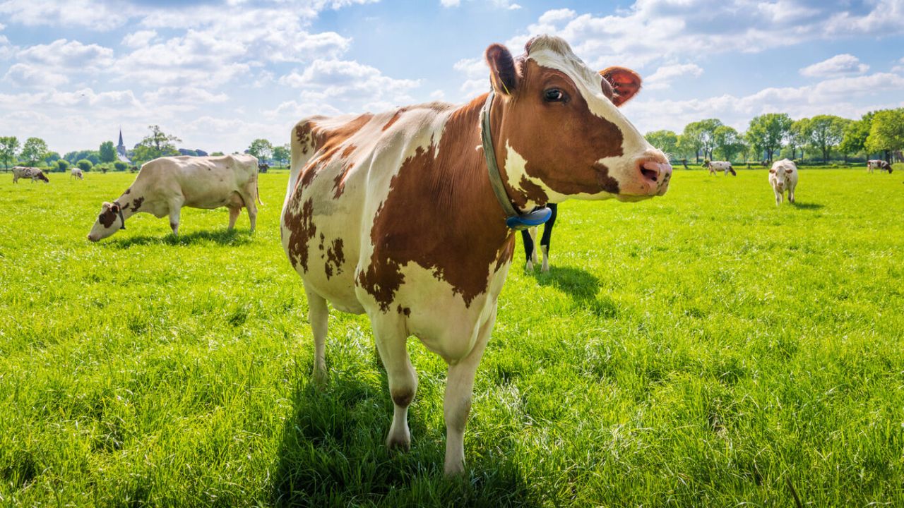Kırmızı algler ineklerin metan emisyonunu azaltabilir!