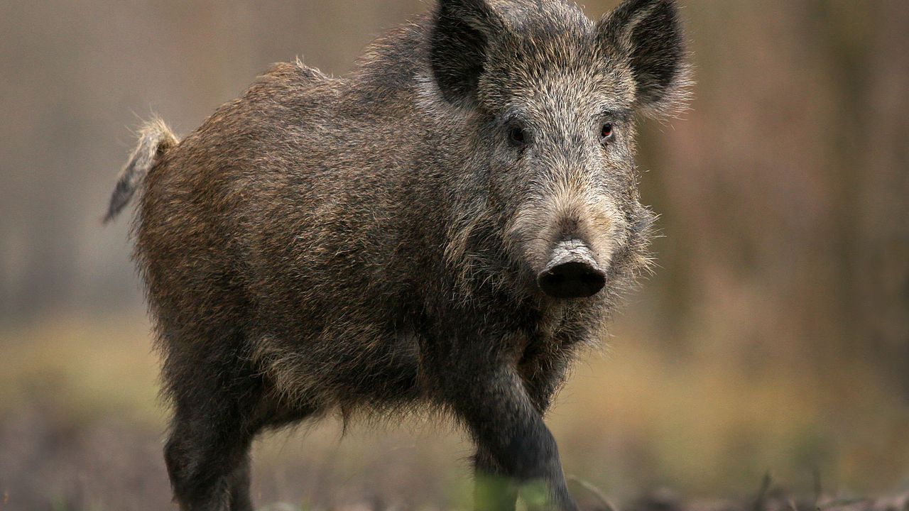 Avrupa'da bulunan domuzlar radyoaktif çıktı! İşte nedeni..