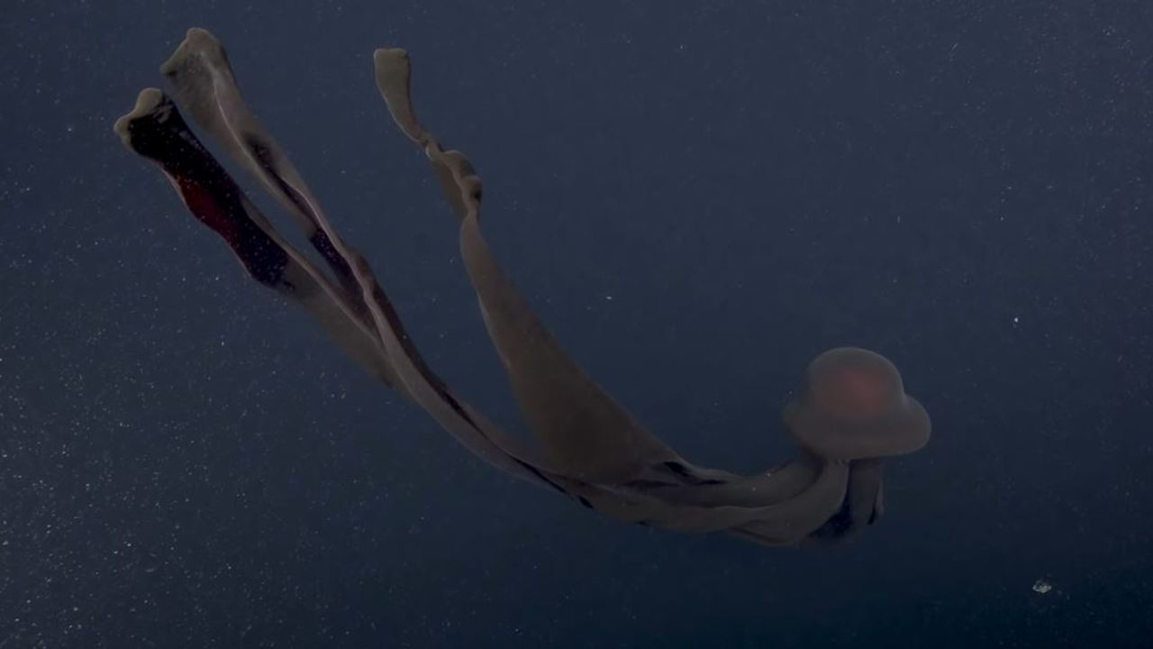 Çok nadir 'Dev Hayalet Denizanası' böyle görüntülendi! Adeta korku filmi - VİDEO