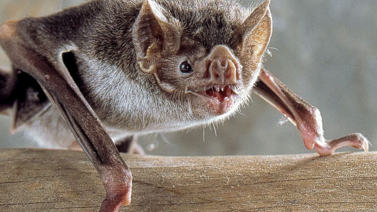 Kan içebilmek için genlerini değiştiren canlı: Vampir yarasa