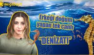 Erkeği hamile kalan ve doğum yapan tek canlı: Denizatı