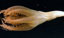 Pasifik Okyanusu derinliklerinde keşfedilen ilginç canlı: Boyu 2 metreyi geçiyor