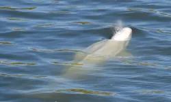 Fransa'da mahsur kalan balina, çevreciler tarafından beslenmeye başladı!