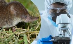 Çin, farelerden insanlara geçen yeni bir virüs keşfetti!