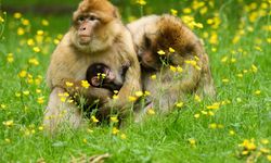 Maymun çiçeği yüzünden maymunlara saldırmayın çağrısı yapıldı!