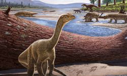 Afrika'nın bilinen en yaşlı dinozoru: Mbiresaurus raathi