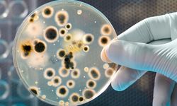 Kanser tespitinde yeni dönem: Genetiği değiştirilmiş bakteriler!
