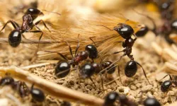 Dünya’daki karınca sayısı hesaplandı: 20.000.000.000.000.000