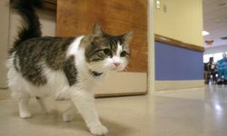 'Ölümü tahmin eden' kedi Oscar'ın garip hikayesi, bilim insanlarına ilham veriyor