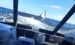 Sudan fırlayarak balıkçı teknesine bir kuş gibi konan köpekbalığı viral oldu - VİDEO