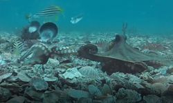 Ahtapotlar ilk kez böyle görüntülendi: Birbirlerine deniz kabuğu fırlattılar - VİDEO