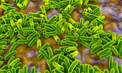 300 yıllık bakteri gizemi en sonunda çözüldü!