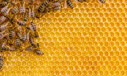 Bal arılarının ömrü 50 yıl öncesine göre yüzde 50 kısaldı