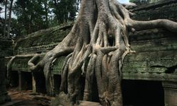 Endonezya'da tehlike altında olan dev ağaç türleri keşfedildi!