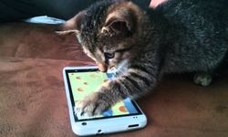 Kediler için en iyi oyunlar: Kedinizin oyalanabileceği uygulamalar