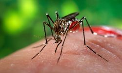 Asya'da 'Süper' hastalık taşıyan sivrisinekler tespit edildi