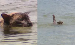 Köpek yüzme yarışına katılan kedi, ölüm tehditleri aldı!