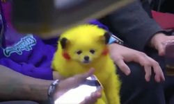 Köpeğini Pikachu gibi boyayıp NBA maçına getirdi: Sosyal medyada büyük tepki - VİDEO