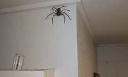 Avustralyalı adam ve ailesi kafaları büyüklüğündeki örümcekle bir yıl aynı evde yaşadı
