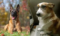 Dünyanın en akıllı köpek cinsi belli oldu: Sanılandan farklı çıktı