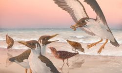 Kuşlar geriye doğru mu evrildi? Modern kuşların kökenleri soruya cevap verdi